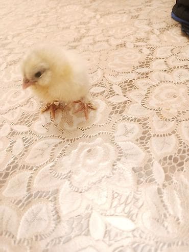 cuce: Toyuq, Damazlıq — 8