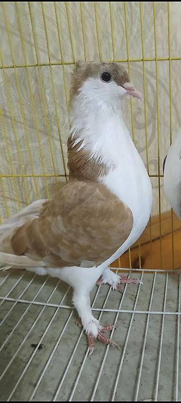 göyərçin satışı: 14 eded delfin 7 edede dekarativ topasn goturen olarsa 170 manata — 5