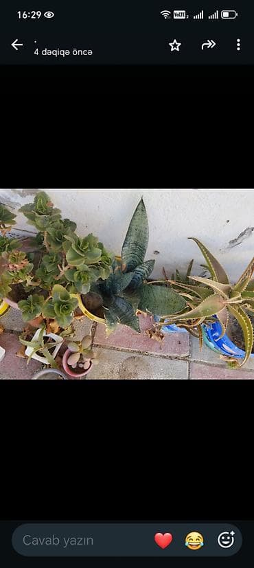 epimedium bitkisi satisi: Guller tecili satilir Baximsiz qaliblar vaxt eleyib baxa bilmirik iş — 10