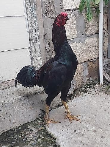 toyuq satışı: Xoruz, il: <1, Ünvandan götürmə, Ödənişli çatdırılma — 4