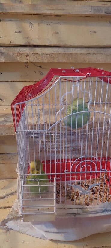 Digər heyvanlar: Digər quşlar — 2