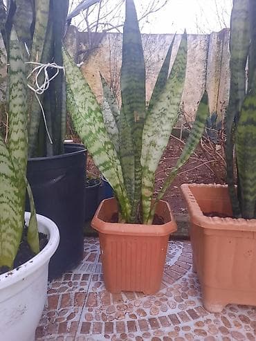 Sansevieria (Qayın dili) – qapalı məkanlar üçün dekorativ saxsi lalafo.az -da Sansevieria (Qayın dili) – qapalı məkanlar üçün dekorativ saxsi