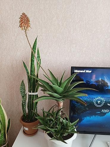 gil qab: Aloe və Sansevieria (Qayın dili) otaq bitkiləri – bir yerdə - Aloe — 3
