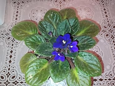 tulpan gulu sekilleri: BƏNÖVŞƏ EV ÜÇÜN — 5