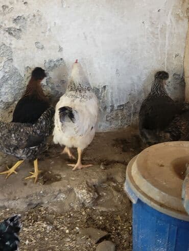 клетки для кур несушек купить в бишкеке: Kəkilli kənd fərələri 4 aylıq 10 ədəd 19 manatadi fərələr 12 manat — 2