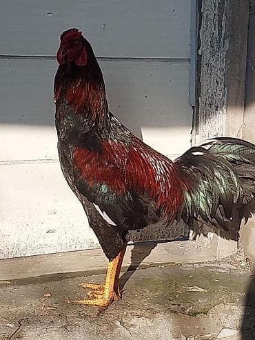 menali it adlari: Xoruz, Heyratı, il: <1, Ünvandan götürmə, Ödənişli çatdırılma — 5