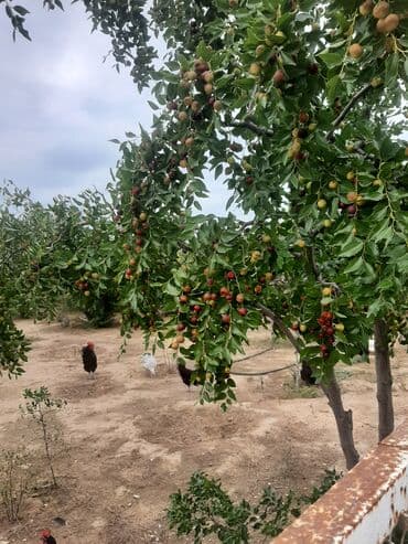 leylandra ağacı: İydə və innab tingləri .Ünvan Bilgəh.Razılaşma yolu ilə.Ağacların — 5