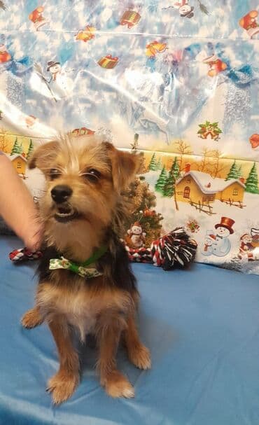 Кошки: Йоркширский терьер, С прививками — 1