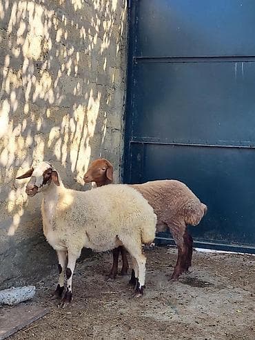 K/t heyvanları və malları: 2 baş yerli qoyun.ana-bala qoyunlar.bala dişidir.qoyunun birinci — 1