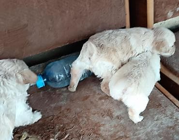 xasqi itləri: Zvonok — 2