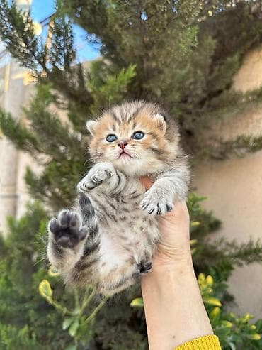 balaca pişikler: Britan — 2