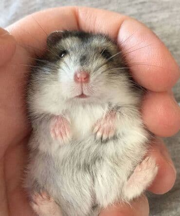 енот в баку купить: Cungari̇k — 1