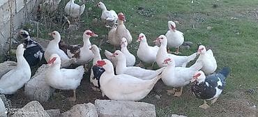 Quşlar: Erkək, | Lal ördək, Ətlik — 1