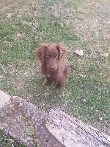 Gəmiricilər: 5 ay, Erkek, Peyvəndli, Ödənişli çatdırılma — 5