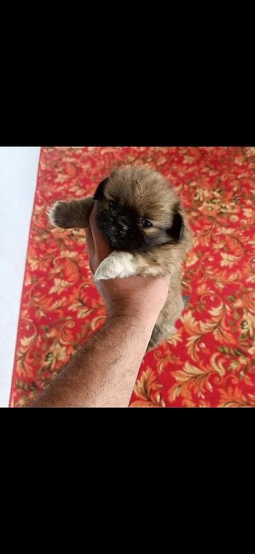 taksa iti: Pekines, 1 ay, Erkek, Peyvəndli, Ünvandan götürmə — 1