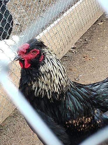 simmental inək cinsi: Digər quşlar — 1