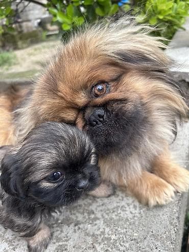 spits itleri: Pekines, 1 ay — 1