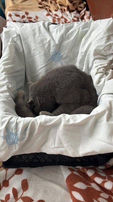 вислоухий кот цена: Şotland yastı qulaq, Yaxşı əllərə — 2