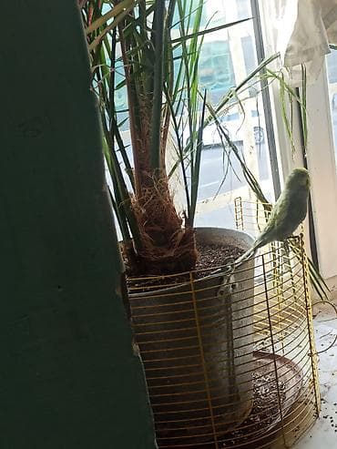 oğlan tutuquşu adları: Popuqay porodası volnistıy oğlandı adı nemo 4aylıq popuqaydı — 3