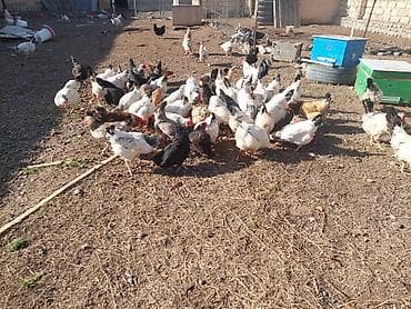Salam serbris 8 aylıq toyuqlar satılır hamısı yumrtlayır qiymet 15 — 1