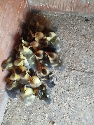 yerli cins inekler: Lal ordek balalari icinde krasnadar mirvari zumrudu var — 3