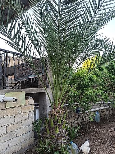 Xurma (xurma palması) – dekorativ landşaft ağacı - Növ: Phoenix
