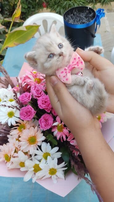 itlerin satisi bakida: Şotland — 5