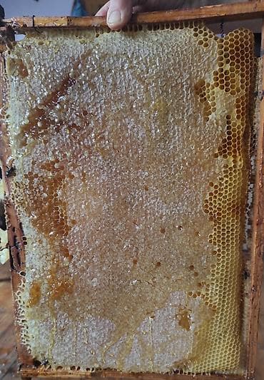 Təbi Masallı Balı – %100 Təmiz və Təbii! Süfrənizə sağlamlıq və lalafo.az -da Təbi Masallı Balı – %100 Təmiz və Təbii! Süfrənizə sağlamlıq və
