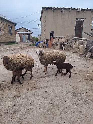 1ci qarınlarıdı şişəkdilər qiymət biri 650 manat