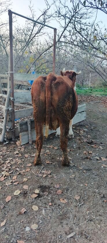 qaz balalari satilir: İki aylig boqazdi yoxlanib . Sudu hal hazirda 18 20 litr. Teze doğanda — 4