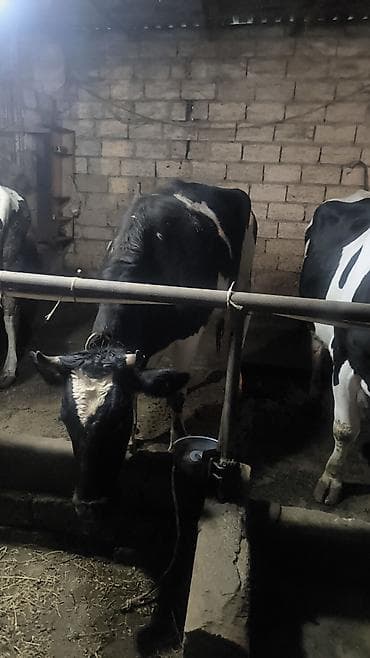 xaski sekileri: Süd istiqamətli inək sürüsü - Qara-ağ rəngli, iri cüssəli süd — 4