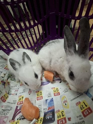 velikan dovsan: Ağ-qara naxışlı balaca dovşanlar - Növ: Ev dovşanı (uzaqqulaqlı) - — 2