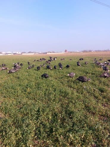 qara toyuq yumurtasi cadu: Hind quşu yumurtası satılır.Hindquşular təbi şəraitdə bəslənir yonca — 5