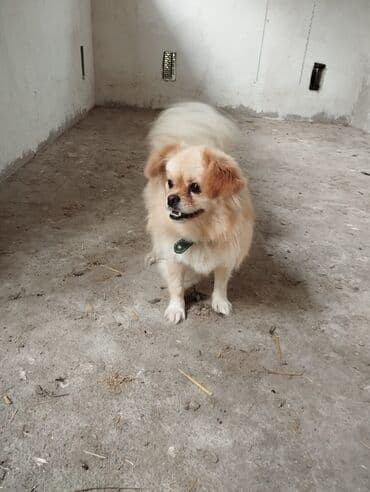 пудель в добрые руки: Pekines — 4