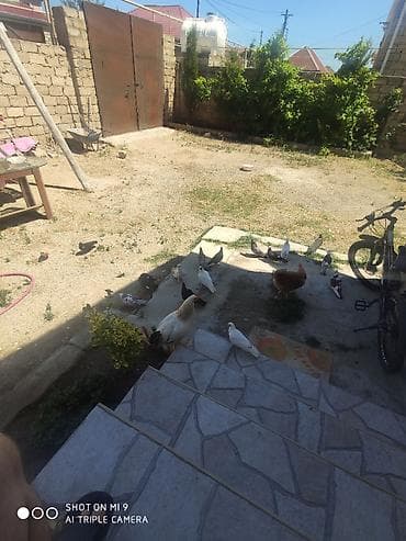 14 luk: Salam kuslarin hamisi biryerde satilir 14 dene — 2