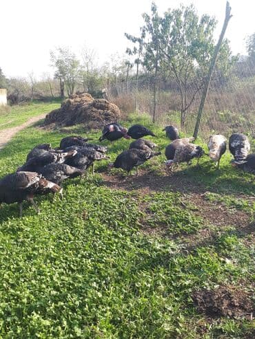 Коровы, быки: Самец, Для разведения, Самовывоз — 4