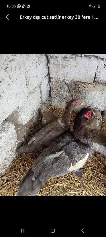 Erkək, | Lal ördək, Ətlik