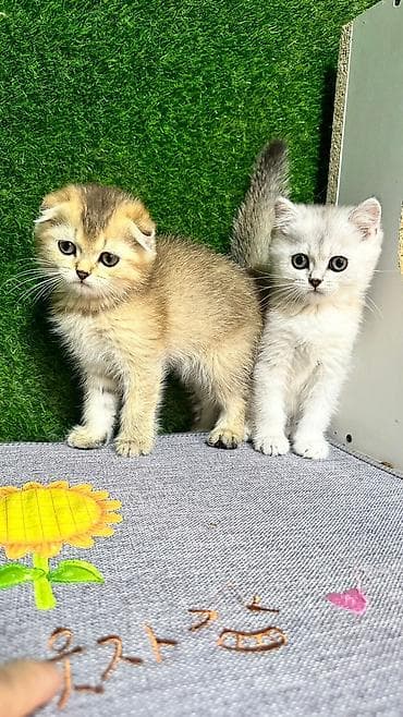 şotlan: Şotland yastı qulaq — 9