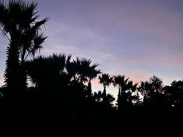 ucuz taxtalar: Palma ağacları – dekorativ landşaft üçün (Təcili 50 faiz aşağı — 5