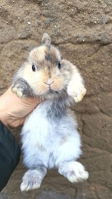 heleb keci: Salam.tuklu dovsanlar. boyumeyen cinsler. şirin ve uşaqlarin sevimli — 6