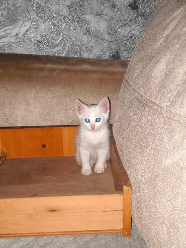 pişik satişi: Yaxşı əllərə — 2