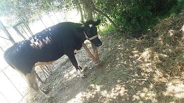 QARNINDA BALASI VAR VƏ BİRDƏ 2Cİ ŞƏKİLDƏ BALASIDIR EYNİLƏ ANASINA