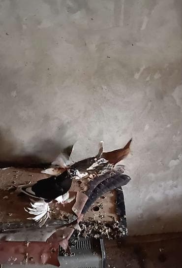 tap az pisikler: Oynaq quşun balasıdi — 2