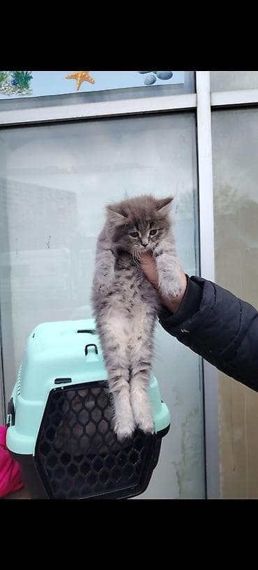 tula it: Yaxşı əllərə — 3