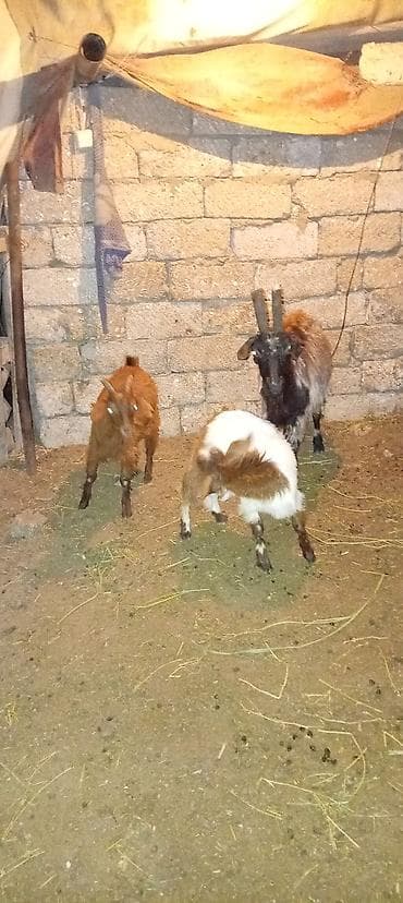 Qoyun-keçi təsərrüfatı üçün heyvanlar - Növ: Keçi (3 baş) - Görünüş — 4