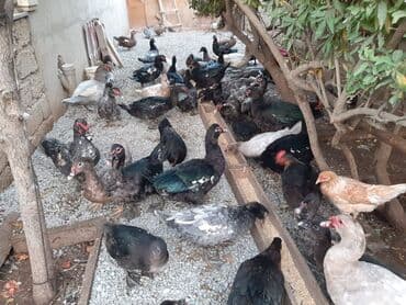 Kanada sortu meşə ördəkləri satılır 🦆 Artımlı və çox məhsuldar