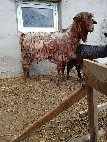 mal qara qusar: Saqız/Angora tipli uzun tüklü erkək keçi - Növ: Yerli uzun tüklü — 4