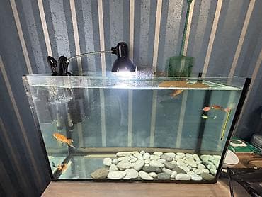 Salam. Satılır. Akvarium fabrik istehsalıdır. 80lt - dir. Filter 950F — 3