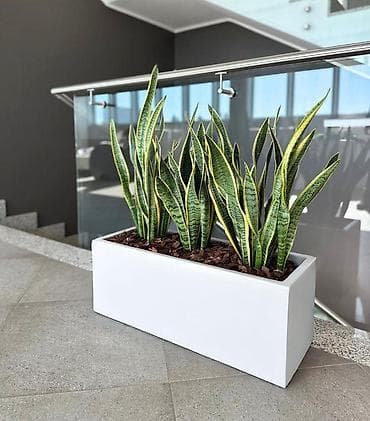 Məhsul: Sansevieria (Qaynaana dili) dekorativ bitkisi – düzbucaqlı ağ