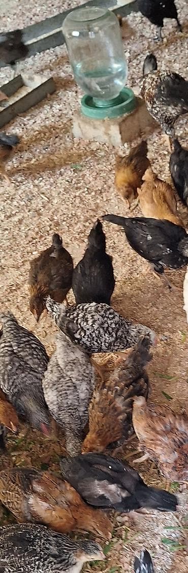 Toyuq cücələri, Damazlıq, Pulsuz çatdırılma, Ödənişli çatdırılma